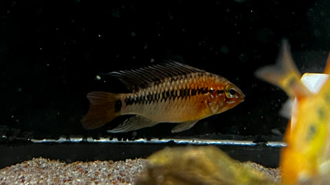 Apistogramma Macmasteri “Red Shoulder” - Pair