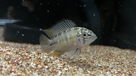 Apistogramma borellii - Pair