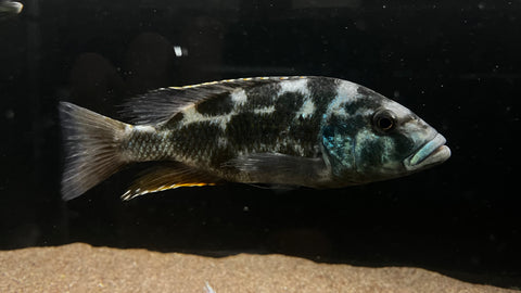 Livingstoni Cichlid (Nimbochromis livingstonii) - T130 WYSIWYG