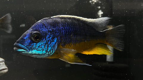 Insignus Hap Cichlid (Protomelas spilonotus) - T130 WYSIWYG