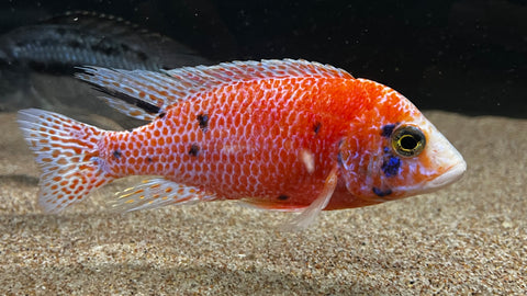 Dragon Blood OB Peacock Cichlid (Aulonocara sp.) - T130 WYSIWYG
