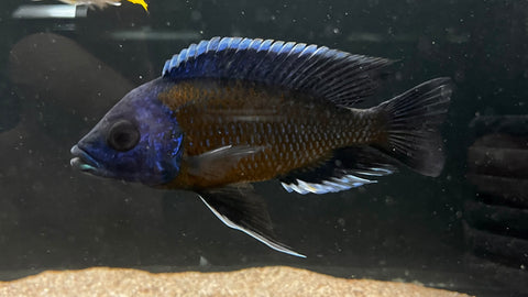 Red Fin Kadango (Copadichromis borleyi) - T130 WYSIWYG