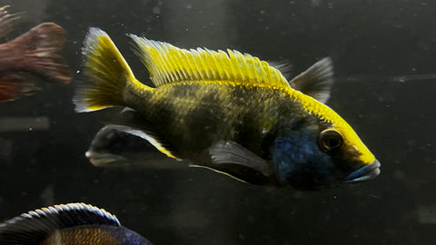 Venustus / Giraffe Cichlid (Nimbochromis venustus) - T130 WYSIWYG