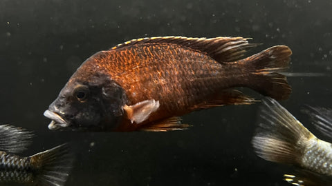German Red Peacock Cichlid (Aulonocara sp.) - T130 WYSIWYG