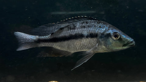 Dimidiochromis strigatus - T130 WYSIWYG