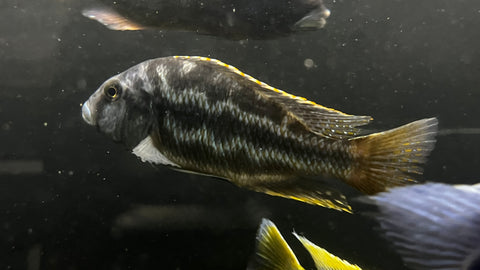 Livingstoni Hybrid -T130 WYSIWYG