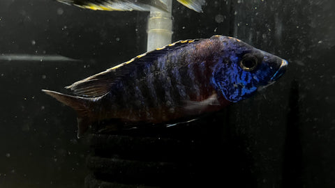Red Shoulder Peacock Cichlid Hybrid  (Aulonocara sp.) - T130 WYSIWYG