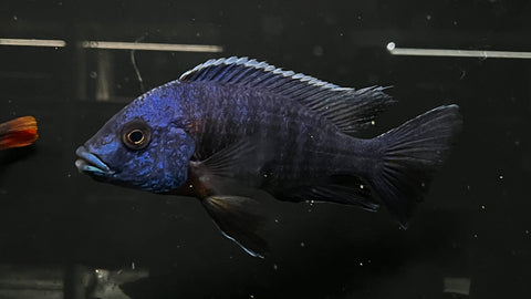 Red Shoulder Peacock Cichlid Hybrid  (Aulonocara sp.) - T142 WYSIWYG