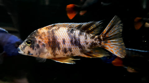 OB Peacock Cichlid (Aulonocara sp.) - T142 WYSIWYG
