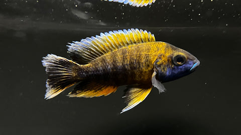 Aulonocara jacobfreibergi - T109 WYSIWYG