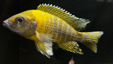 Yellow Peacock (Aulonocara sp.) - T109 WYSIWYG