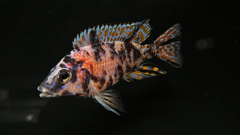 OB Peacock Cichlid (Aulonocara sp.) - Medium