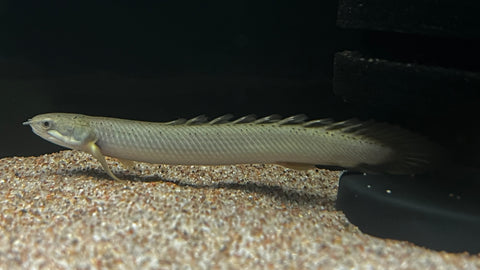 Senegal Bichir (Polypterus senegalus)