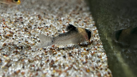 Corydoras adolfoi