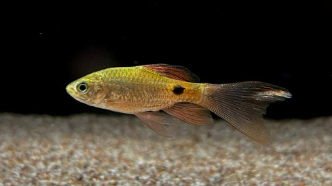 Longfin Rosy Barb (Pethia conchonius)