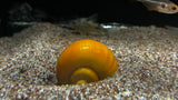 Mystery Snail (Pomacea bridgesii)