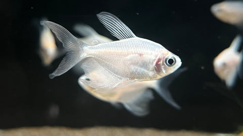 Longfin Blushing White Skirt Tetra(Gymnocorymbus ternetzi)