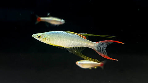 Threadfin Rainbow (Iriatherina werneri)