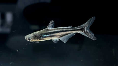 Iridescent Shark (Pangasius Hypophthalmus)