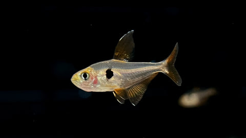Red Phantom Tetra (Hyphessobrycon sweglesi)