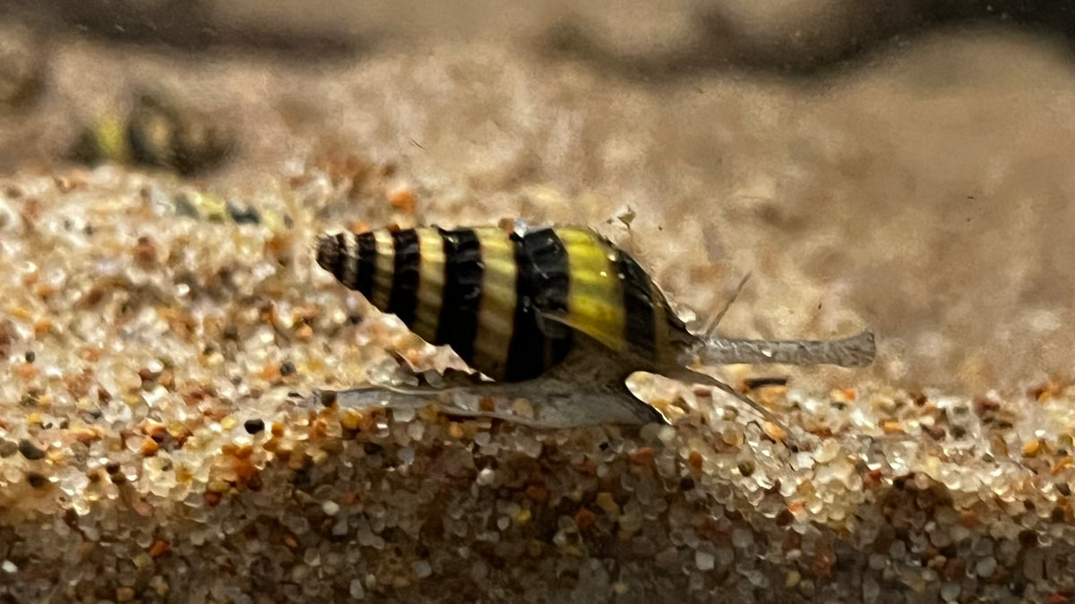 Assassin Snail (Clea helena) – The Waterfront SLC