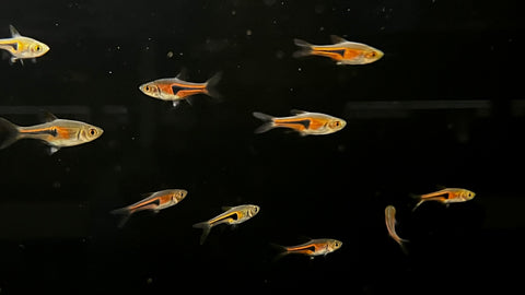 Espei Rasbora (Trigonostigma espei)