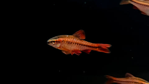 Cherry Barb (Puntius titteya)