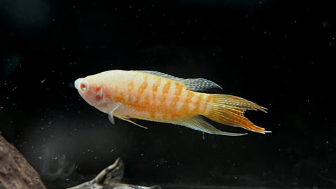 Albino Paradise Fish (Macropodus opercularis)
