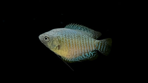 Neon Blue Dwarf Gourami (Trichogaster lalius)