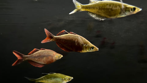 Millennium Rainbowfish (Glossolepis pseudoincisus)