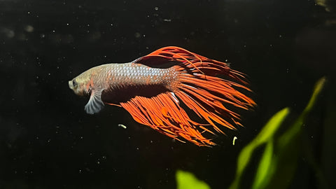Crowntail Betta (Betta splendens) - T18 WYSIWYG