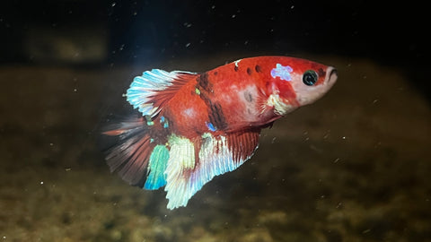 Galaxy Plakat Betta (Betta splendens) - T13 WYSIWYG