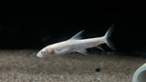 Albino Aral Barbel (Luciobarbus brachycephalus)