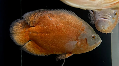 Super Red Oscar (Astronotus ocellatus) - Jumbo (Cargo ONLY)