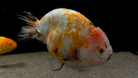 Calico Ranchu Goldfish (Carassius auratus) - xLarge WYSIWYG