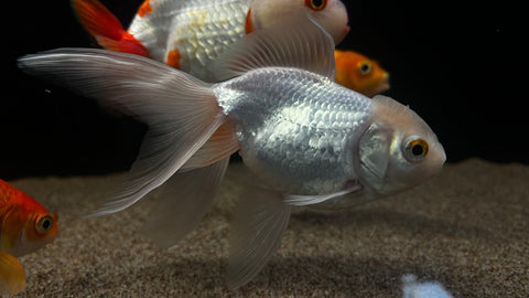 White Oranda Goldfish (Carassius auratus) - WYSIWYG