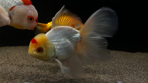 Yellow Cap Butterfly Oranda Goldfish (Carassius auratus) - WYSIWYG