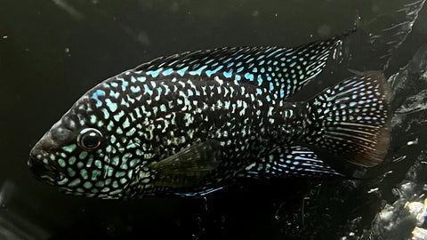 Unfaded Super Red Texas Cichlid (Herichthys sp.) - WYSIWYG