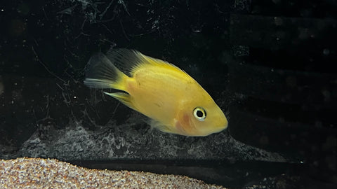 Yellow Parrot Cichlid