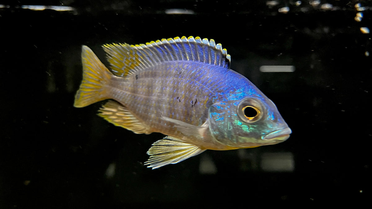 Jalo Reef Cichlid (Placidochromis sp.) – The Waterfront SLC