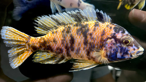 OB Borleyi (Copadichromis sp.)