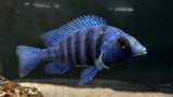 Pheno Star Sapphire (Placidochromis sp. Phenochilus Tanzania)