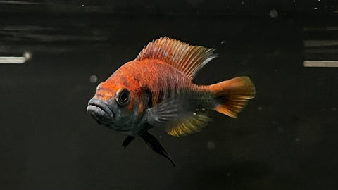 Haplochromis nyererei