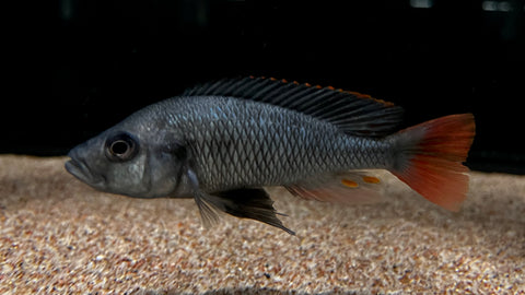 Pitch Black Hap (Haplochromis piceatus)