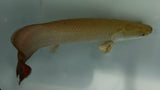 Arapaima (Arapaima gigas) - WYSIWYG (Cargo Only)