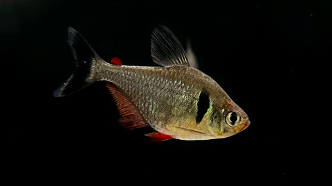 Black Phantom Tetra (Hyphessobrycon megaloptera)