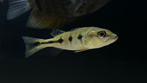 Mono Peacock Bass (Cichla Monoculus)
