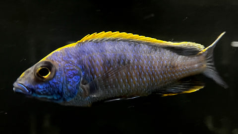 Yellow Blaze Cichlid (Otopharynx lithobates)