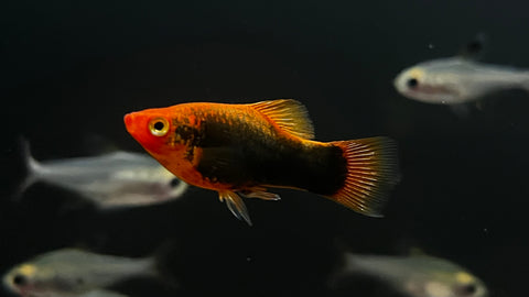 Black Platy (Xiphophorus sp.)