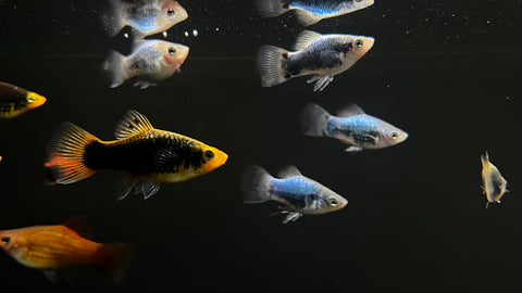 Red and Blue Platy (Xiphophorus sp.)